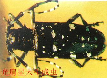 澳门新葡京在线