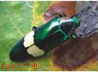 澳门新葡京在线