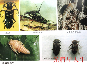 澳门新葡京在线