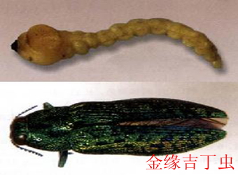 澳门新葡京在线