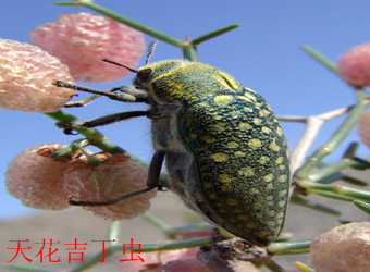 澳门新葡京在线