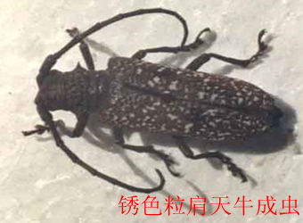 澳门新葡京在线