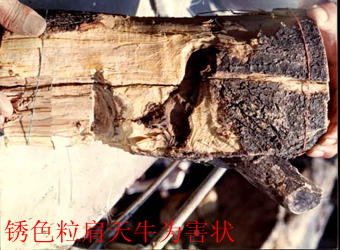 澳门新葡京在线