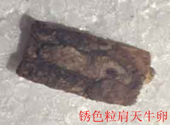 澳门新葡京在线