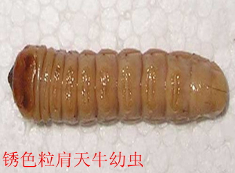 澳门新葡京在线