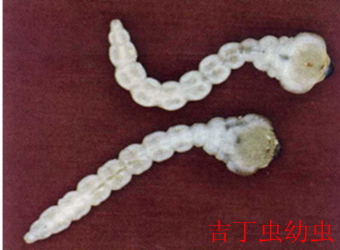 澳门新葡京在线