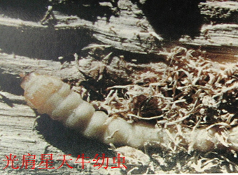 澳门新葡京在线