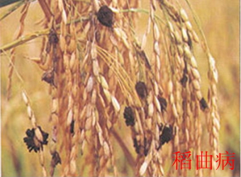 澳门新葡京在线