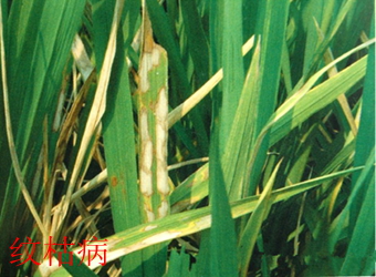 澳门新葡京在线