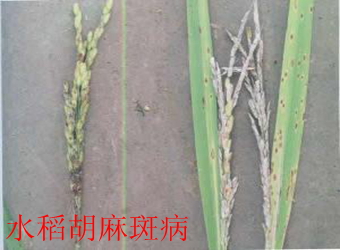澳门新葡京在线