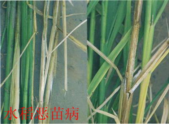 澳门新葡京在线