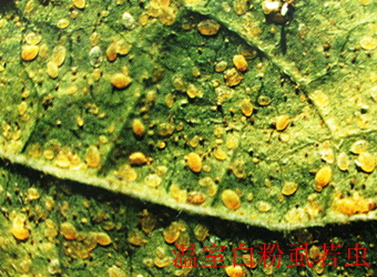澳门新葡京在线