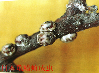 澳门新葡京在线