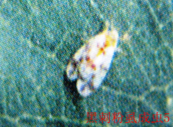 澳门新葡京在线