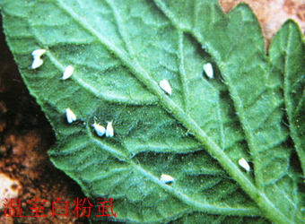 澳门新葡京在线