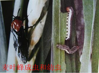 澳门新葡京在线
