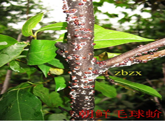 澳门新葡京在线