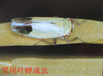 澳门新葡京在线
