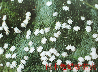 澳门新葡京在线