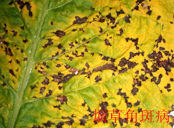 澳门新葡京在线