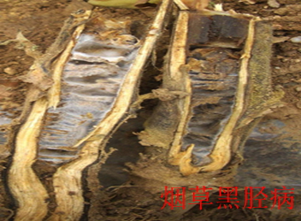 澳门新葡京在线
