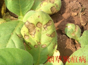 澳门新葡京在线