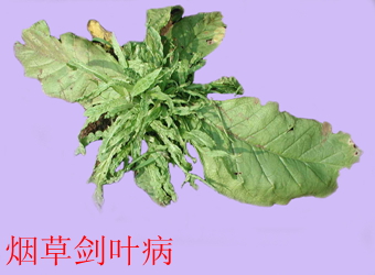 澳门新葡京在线