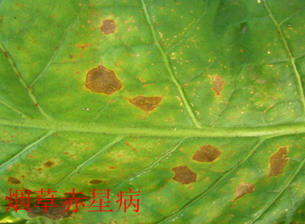 澳门新葡京在线