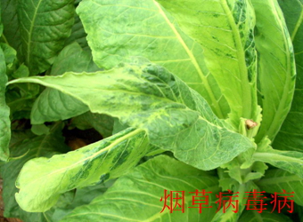 澳门新葡京在线