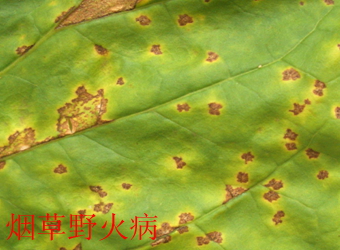 澳门新葡京在线
