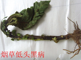 澳门新葡京在线