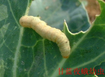 澳门新葡京在线