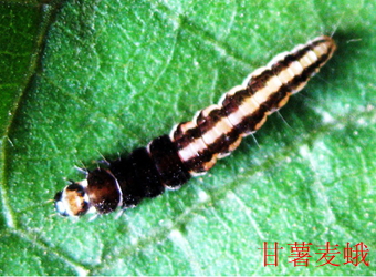 澳门新葡京在线