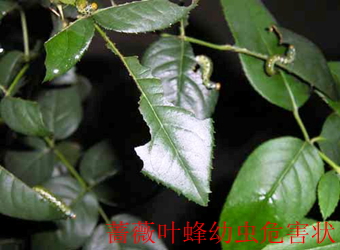 澳门新葡京在线