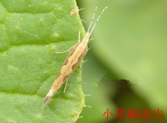 澳门新葡京在线