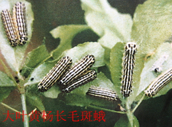 澳门新葡京在线