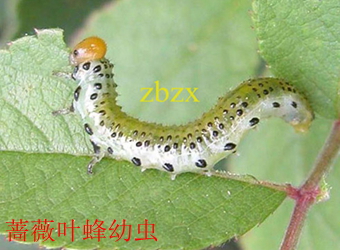 澳门新葡京在线