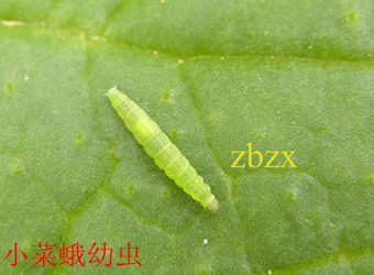 澳门新葡京在线
