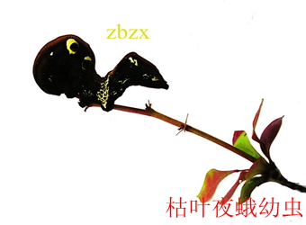澳门新葡京在线
