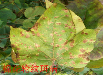 澳门新葡京在线