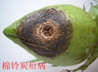 澳门新葡京在线