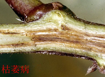 澳门新葡京在线
