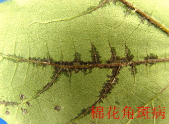 澳门新葡京在线