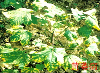 澳门新葡京在线