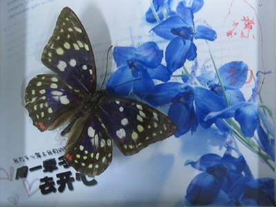 澳门新葡京在线