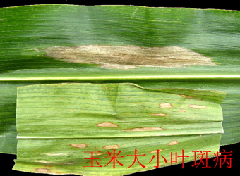 澳门新葡京在线