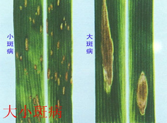 澳门新葡京在线