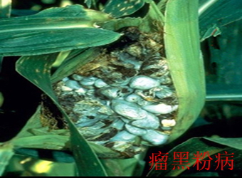 澳门新葡京在线