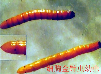 澳门新葡京在线