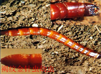 澳门新葡京在线